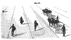 sowing